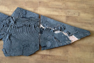 Illustration for article titled Amateur Paleontologist Finds Complete Ichthyosaur Skeleton On The Beach